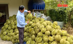 Nông nghiệp Việt Nam tăng trưởng ổn định, tiếp tục chuyển dịch theo chuỗi giá trị