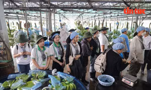 Sinh viên Lào, Campuchia trải nghiệm nông nghiệp công nghệ cao tại TP Hồ Chí Minh