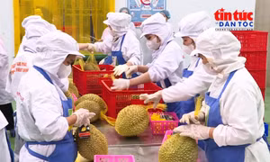 Gỡ điểm nghẽn cho xuất khẩu nông sản - Bài 2: Từ vùng trồng đến nuôi biển