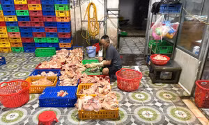 TP Hồ Chí Minh: Phát hiện điểm giết mổ gia cầm trái phép, buộc xử lý gần 1 tấn gà