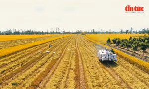 Giá lúa Hè Thu tại Đồng bằng sông Cửu Long giảm mạnh