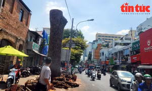 TP Hồ Chí Minh: Hàng loạt cây xanh bị cắt trụi và đốn hạ