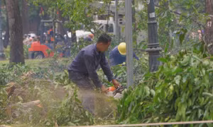 TP Hồ Chí Minh: Làm rõ trách nhiệm vụ 17 cây lim xẹt bị xâm hại khi thi công vỉa hè