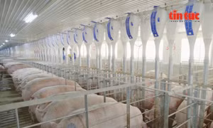 Hà Nội xem xét đề xuất đầu tư tổ hợp chăn nuôi trong nhà cao tầng