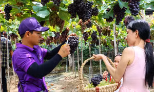 Thích thú tham quan, trải nghiệm vườn nho trĩu quả giữa lòng TP Hồ Chí Minh