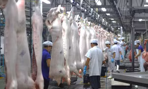 TP Hồ Chí Minh siết chặt quản lý kiểm dịch và giết mổ động vật