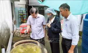 Khuyến cáo người dân nên ngủ màn kể cả ban ngày để phòng tránh sốt xuất huyết