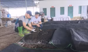 Mục tiêu 50% diện tích trồng trọt sử dụng phân bón hữu cơ vào năm 2050