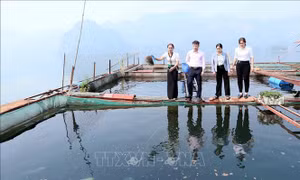 Phụ nữ vùng cao Pá Ma Pha Khinh xóa đói giảm nghèo