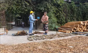 Cần ngăn chặn nạn 'quế tặc' ở huyện vùng cao Quế Phong
