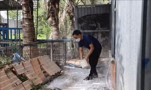 Xử phạt trường hợp giấu, không khai báo ổ dịch tả lợn châu Phi