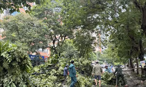 Người dân Thủ đô chung tay khắc phục hậu quả cơn bão số 3