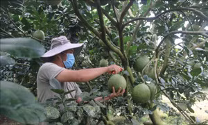 Bà Rịa-Vũng Tàu có 59 mã vùng trồng trái cây xuất khẩu