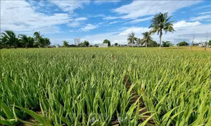 Ninh Thuận đẩy mạnh chuyển đổi cây trồng 