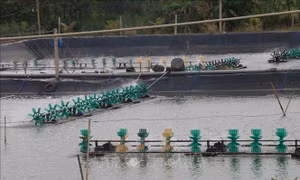 Đa dạng các hình thức nuôi thủy sản ở Tiền Giang