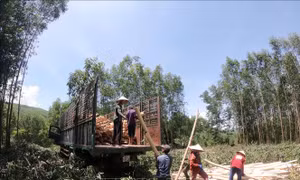 Quản lý đất nông, lâm trường - Bài cuối: Hoàn thiện đề án về tăng cường quản lý đất đai 