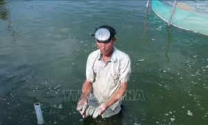 Sản xuất thành công giống hải sâm vú trắng quý hiếm