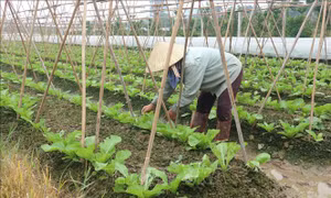 Sức sống trên những cánh đồng mùa dịch