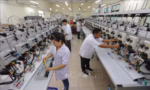 Sắp xếp, tổ chức lại, thành lập các đơn vị hạch toán phụ thuộc EVN