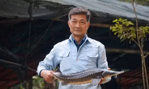 'Vua' cá tầm xứ Thanh