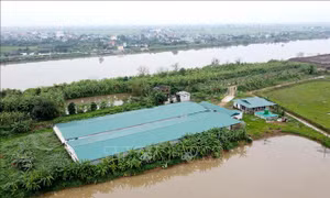 Vi phạm đê điều tại Thái Bình - Bài cuối: Gắn trách nhiệm người đứng đầu trong xử lý vi phạm