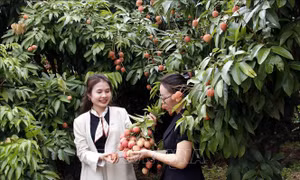 Vải thiều sớm được thị trường ưa chuộng, xuất khẩu hơn 1.000 tấn