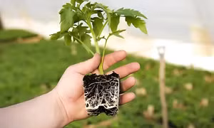 Quy định chặt chẽ việc nhập khẩu cây mang theo bầu đất