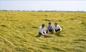 Thiếu máy cắt, lúa đổ sập nằm khô ngoài đồng