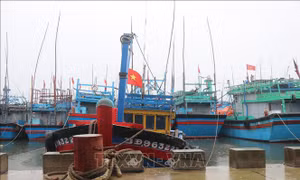 Ngư dân Bình Định hối hả vươn khơi khai thác hải sản sau bão Noru