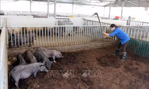 Lời giải cho bài toán giá vật tư nông nghiệp tăng cao
