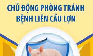 Chủ động phòng tránh bệnh liên cầu lợn