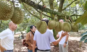 Kiến tạo hệ sinh thái sầu riêng, nâng tầm giá trị 'vua trái cây'