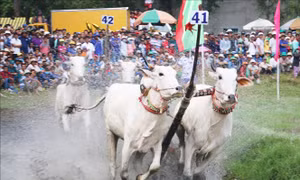Tưng bừng Hội đua bò Bảy Núi An Giang