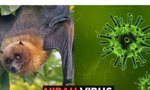 Singapore theo dõi chặt chẽ trường hợp nhiễm virus Nipah tại Bangladesh