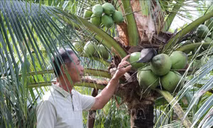 Bến Tre đột phá thu hút đầu tư vào nông nghiệp