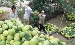 Phát triển sản phẩm OCOP - Bài cuối: Tháo gỡ khó khăn