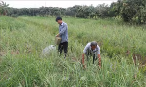 Xây dựng vùng chuyên canh sả trên đất nhiễm mặn hạ lưu sông Tiền