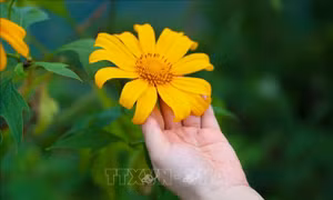Hoa dã quỳ nhuộm vàng các cung đường miền Tây Nghệ