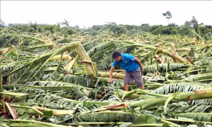 Sửa đổi quy định về các loại hình sản phẩm bảo hiểm nông nghiệp