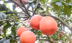 Bưởi tiến Vua làng Luận Văn hút khách dịp Tết