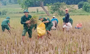 Bộ đội Biên phòng giúp dân thu hoạch lúa trong mưa lũ