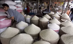 Thị trường gạo thế giới: Bấp bênh sau lệnh cấm xuất khẩu của Ấn Độ