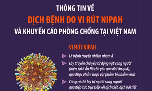 Thông tin về dịch bệnh do vi rút Nipah và khuyến cáo phòng chống tại Việt Nam