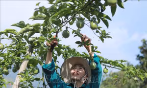 Cơ hội lớn cho nông sản Việt Nam vào thị trường tỷ dân