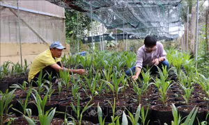 Vĩnh Long chuyển đổi xanh từ phát triển vườn dừa phát thải thấp