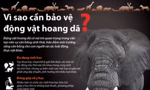 Giá trị khổng lồ của động vật hoang dã