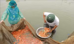 Làng cá chép đỏ Thủy Trầm vào vụ Tết