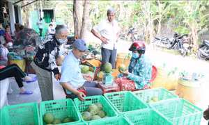 Bưởi Tết giảm giá sâu, nông dân gặp khó