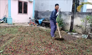 Kon Tum 'khát' lao động cho vụ thu hái cà phê