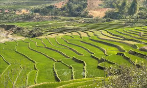 Quyến rũ ruộng bậc thang Mường Tè mùa mạ non